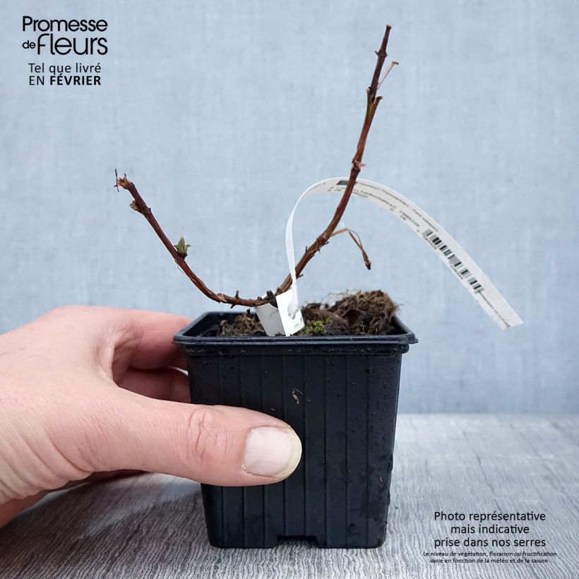 Amostra de Lonicera caerulea var. kamtschatica Blue Velvet - Baie de mai Vaso de 8/9 cm tal como entregue no inverno