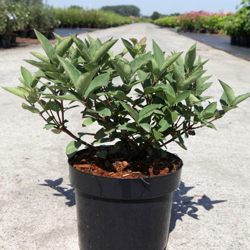 Madressilva-azul Blue Velvet - Lonicera caerulea (Hábito)