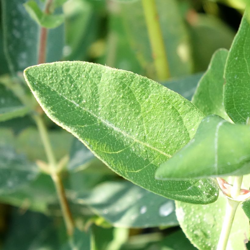 Lonicera kamtschatica Kalinka (Folhagem)