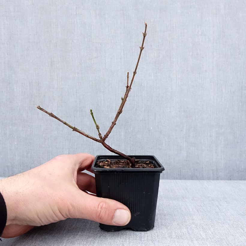 Amostra de Lonicera kamtschatica Kiev - Baie de mai Vaso de 8/9 cm, Arbusto tal como entregue no inverno