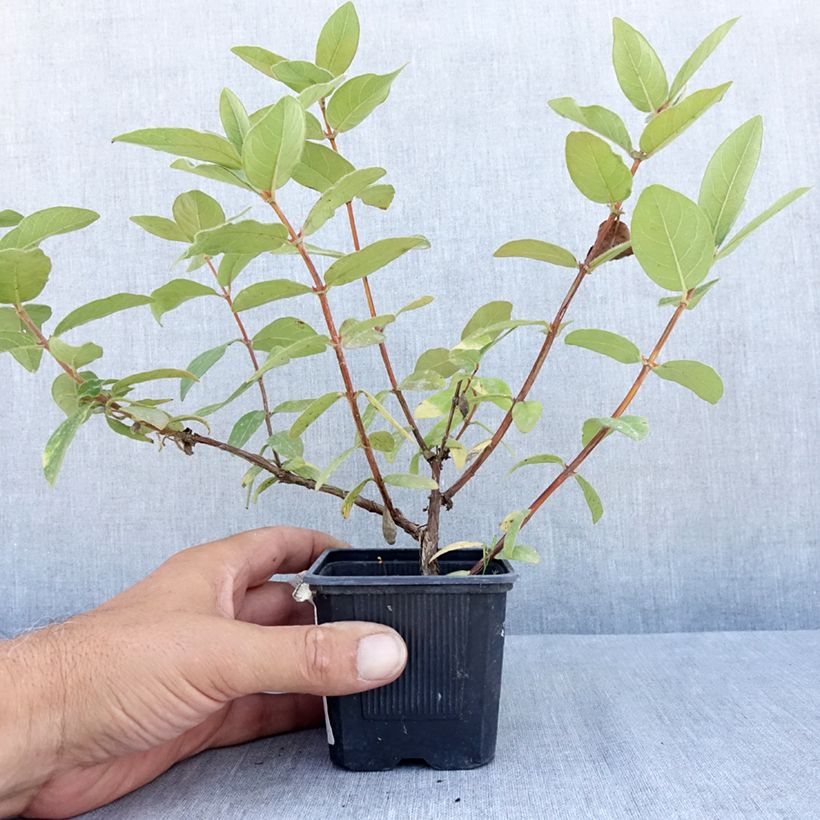 Amostra de Madressilva-azul Kiev - Lonicera caerulea Vaso de 8/9 cm, Arbusto tal como entregue no verão
