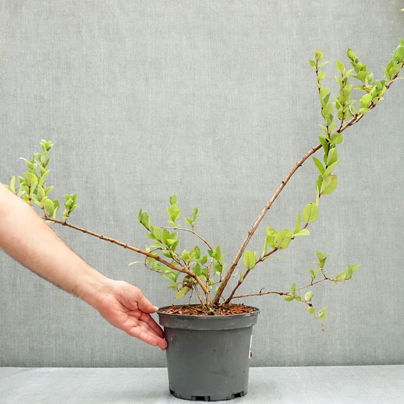 Amostra de Lonicera maackii Vaso de 4 L/5 L tal como entregue no verão
