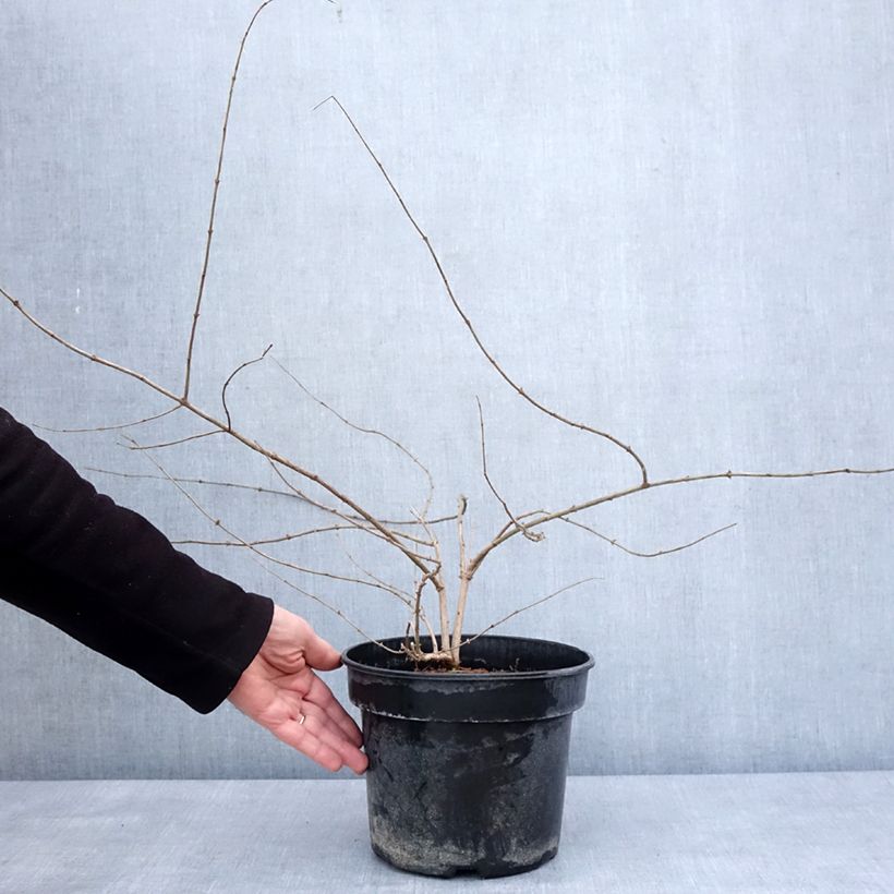 Amostra de Lonicera maackii - Chèvrefeuille de Maack Pot de 4L/5L tal como entregue no inverno