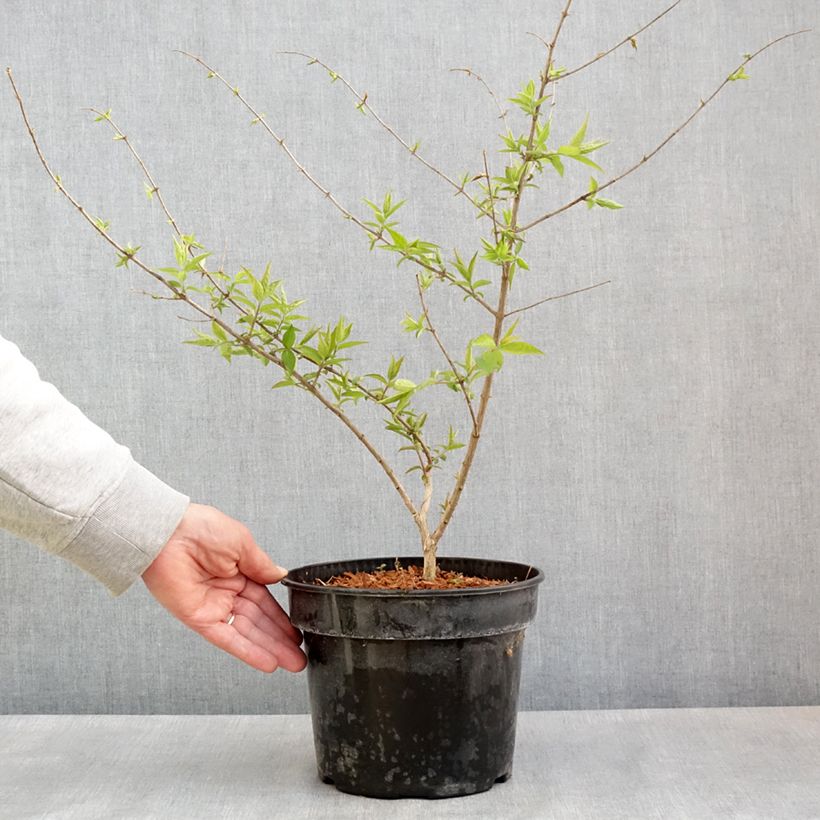 Amostra de Lonicera maackii Vaso de 4 L/5 L tal como entregue na primavera