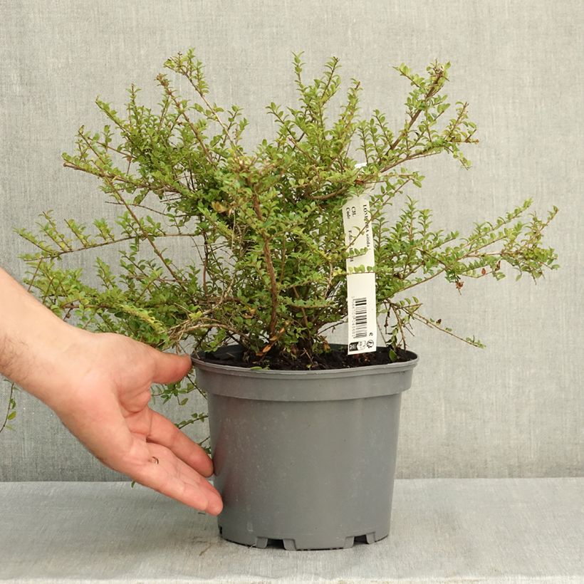Amostra de Lonicera nitida Vaso de 3 L/4 L tal como entregue no verão