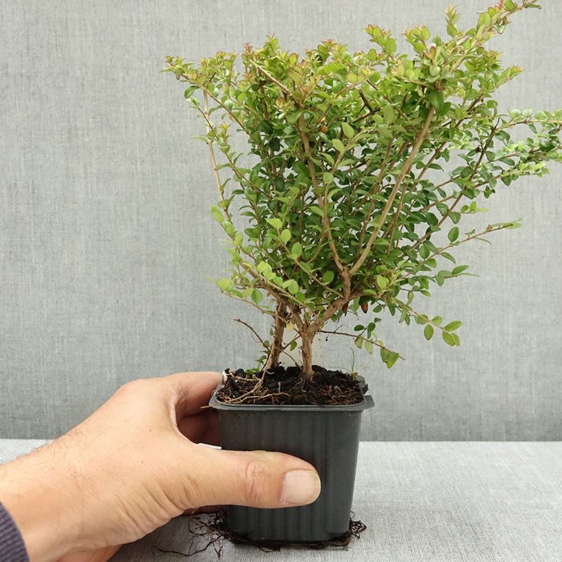 Amostra de Lonicera nitida Ernest Wilson Vaso de 8/9 cm tal como entregue no verão