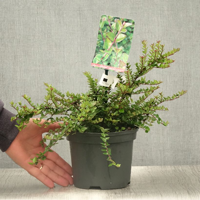 Amostra de Lonicera nitida Garden Clouds Copper Glow Vaso de 2 L/3 L tal como entregue no verão