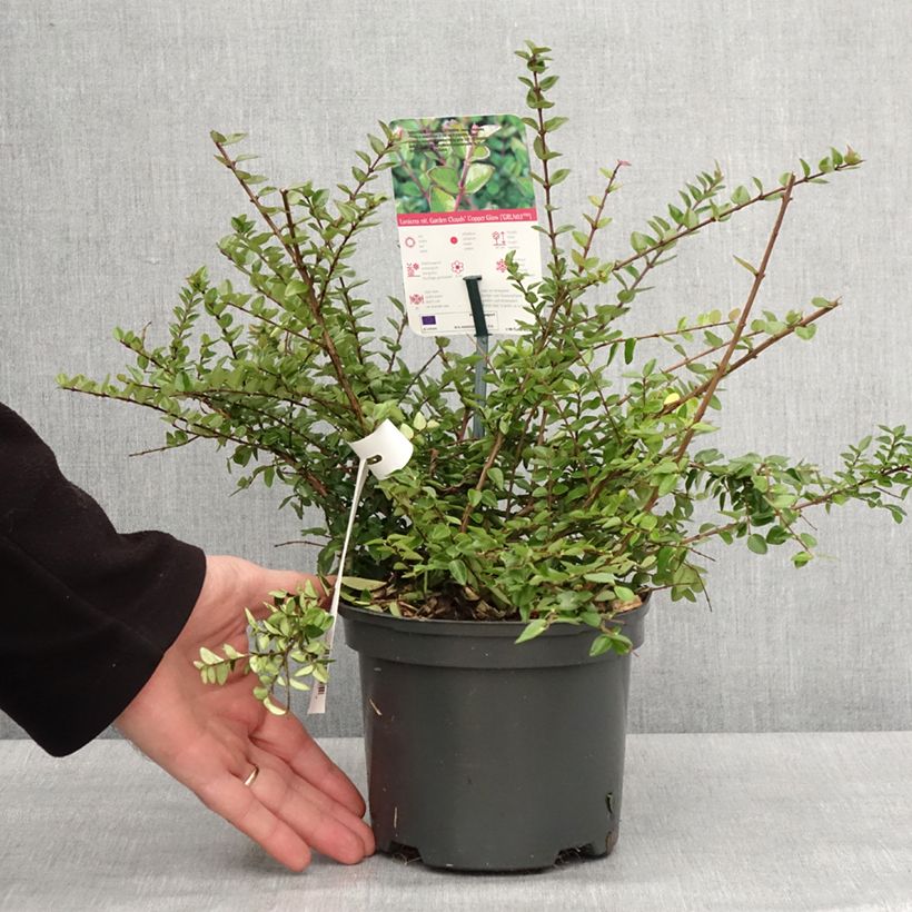 Amostra de Lonicera nitida Garden Clouds Copper Glow Vaso de 2 L/3 L tal como entregue no inverno