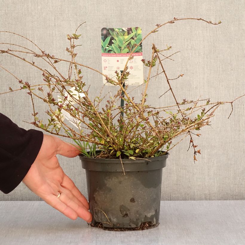 Amostra de Lonicera nitida Garden Clouds Copper Glow Vaso de 2 L/3 L tal como entregue na primavera