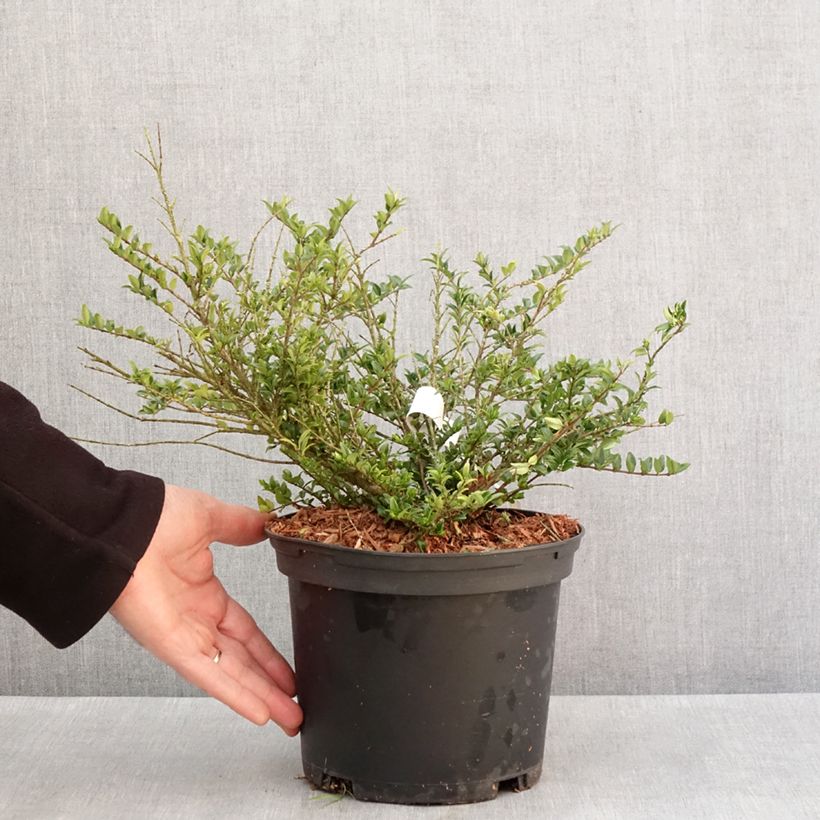 Amostra de Lonicera nitida Garden Clouds Green Breeze Vaso de 4 L/5 L tal como entregue no inverno