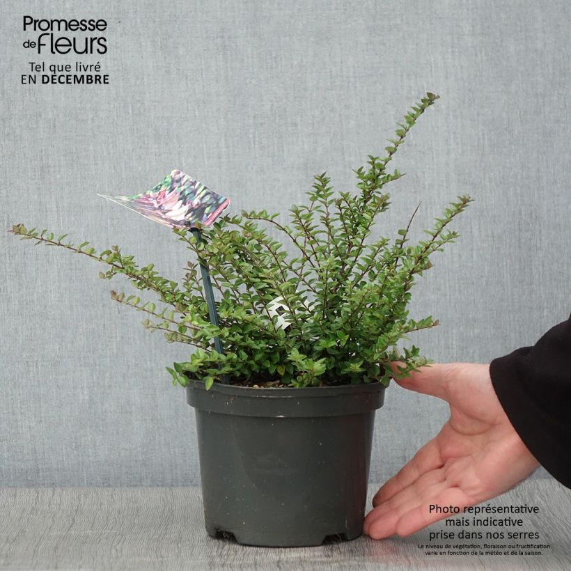 Amostra de Lonicera nitida Garden Clouds Purple Storm - Chèvrefeuille arbustif Pot de 2L/3L tal como entregue no outono