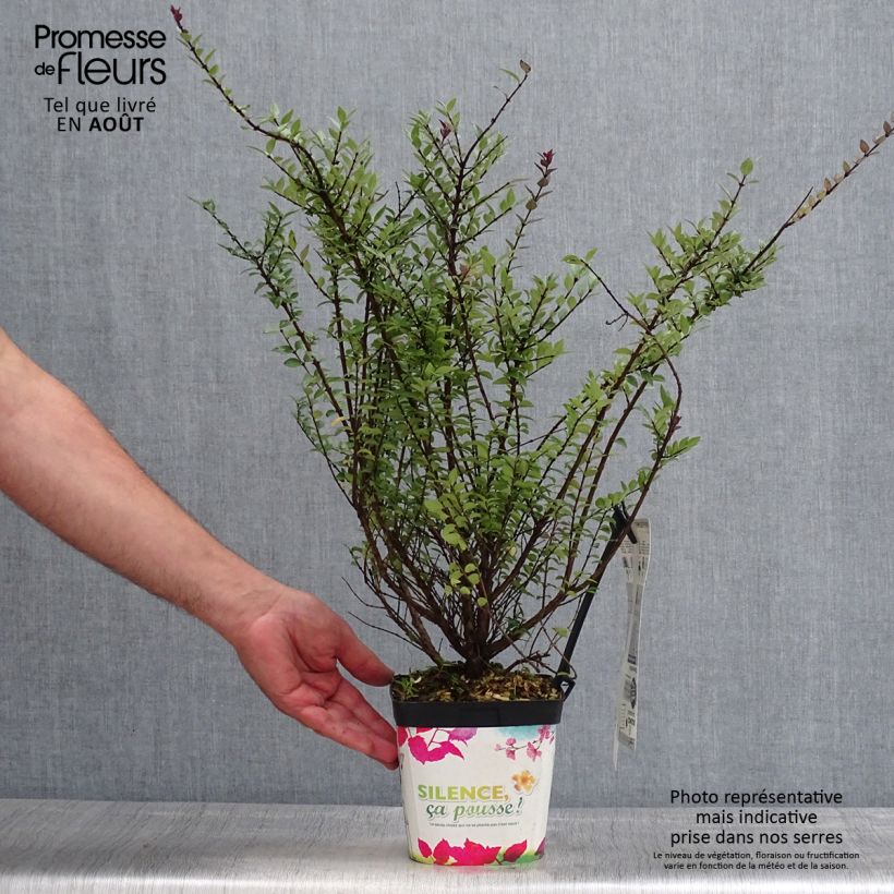 Amostra de Lonicera nitida Garden Clouds Purple Storm Vaso de 2 L/3 L tal como entregue no verão