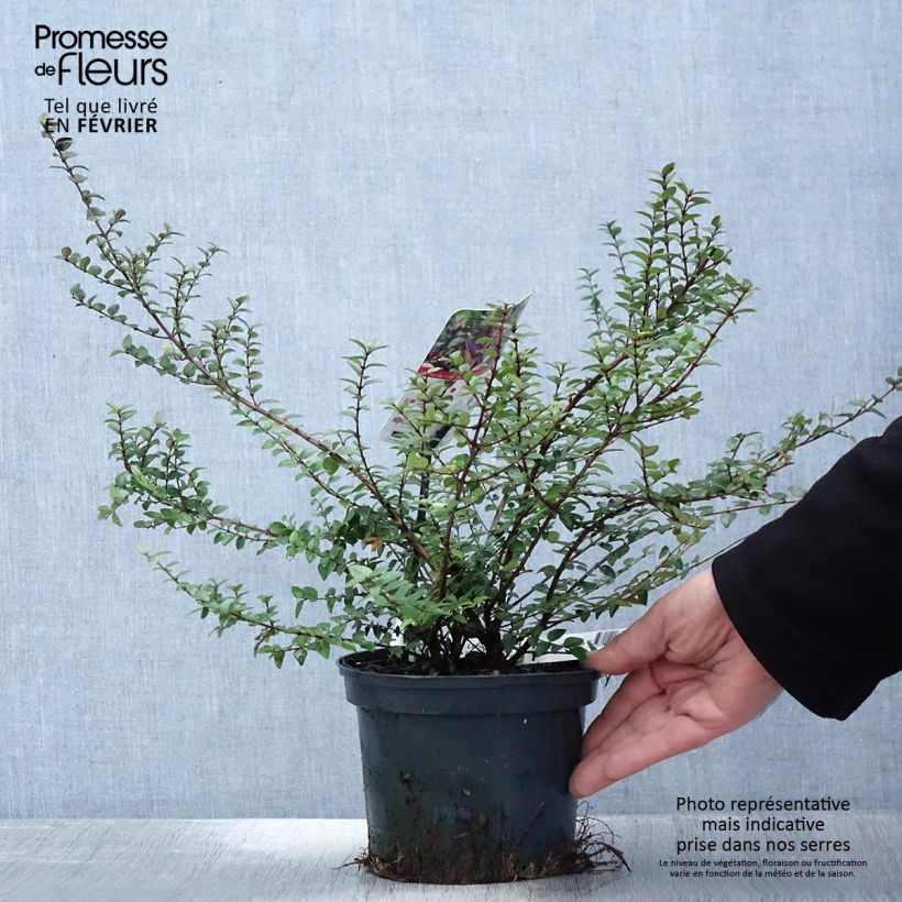 Amostra de Lonicera nitida Garden Clouds Purple Storm - Chèvrefeuille arbustif Vaso de 2 L/3 L tal como entregue no inverno