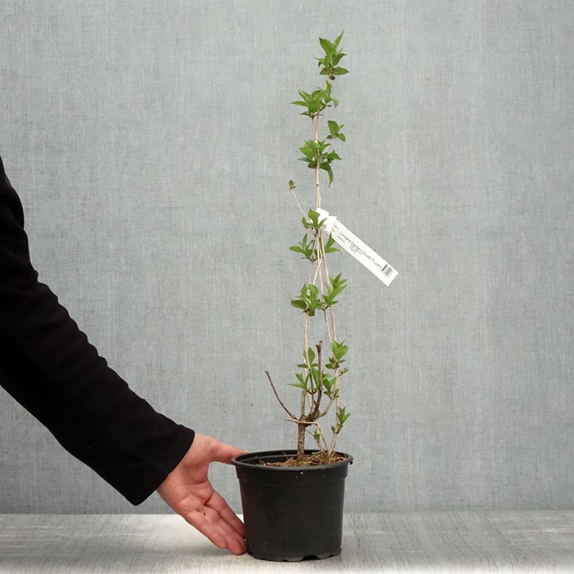 Amostra de Lonicera nitida Garden Clouds Purple Storm Vaso de 2 L/3 L tal como entregue na primavera