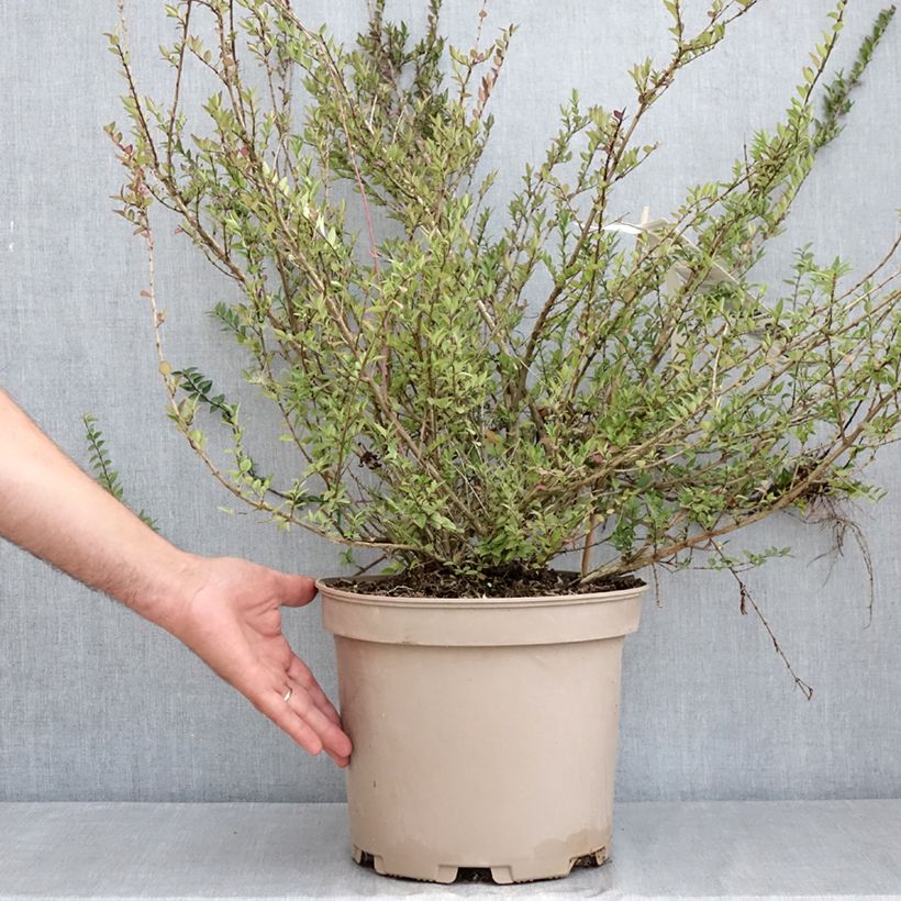 Amostra de Lonicera nitida Garden Clouds Purple Storm - Chèvrefeuille arbustif Vaso de 7,5 L/10 L tal como entregue no verão