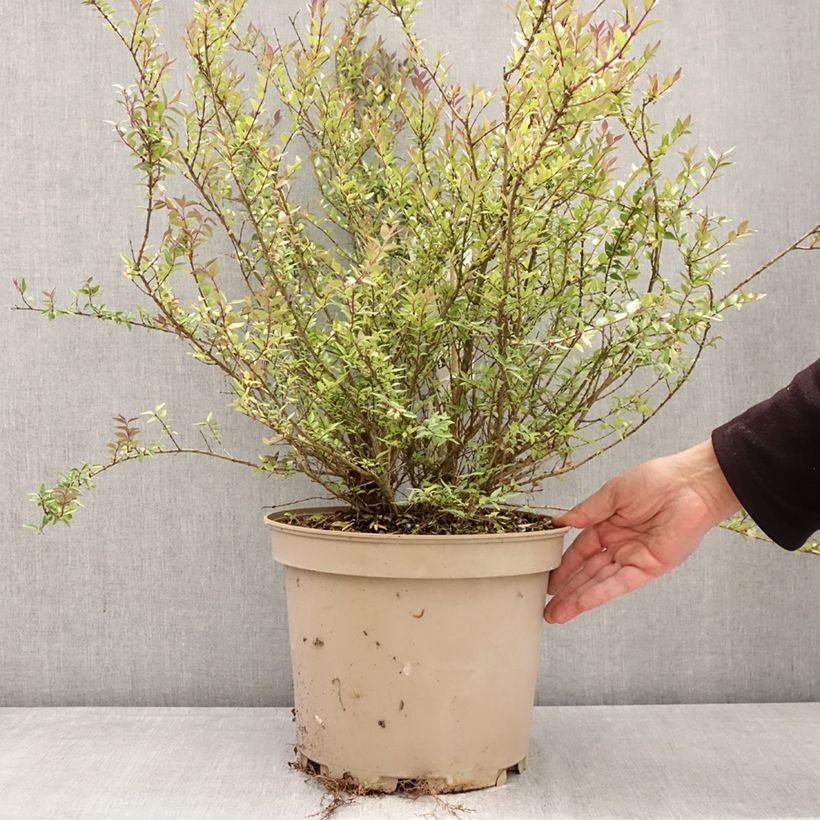 Amostra de Lonicera nitida Garden Clouds Purple Storm Vaso de 7,5 L/10 L tal como entregue na primavera