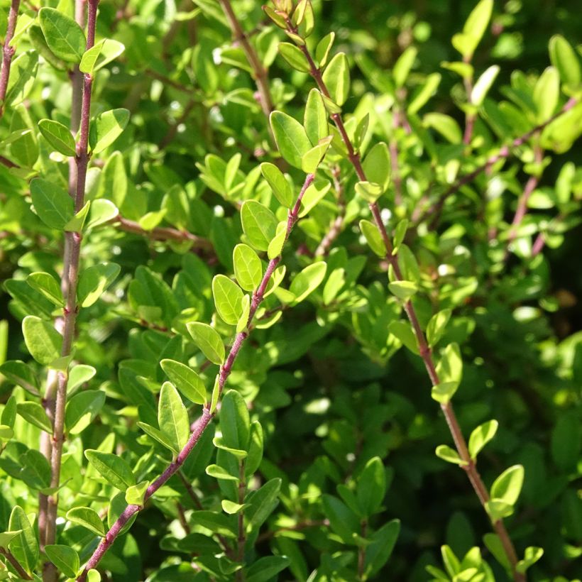Lonicera nitida Hohenheimer Findling (Floração)