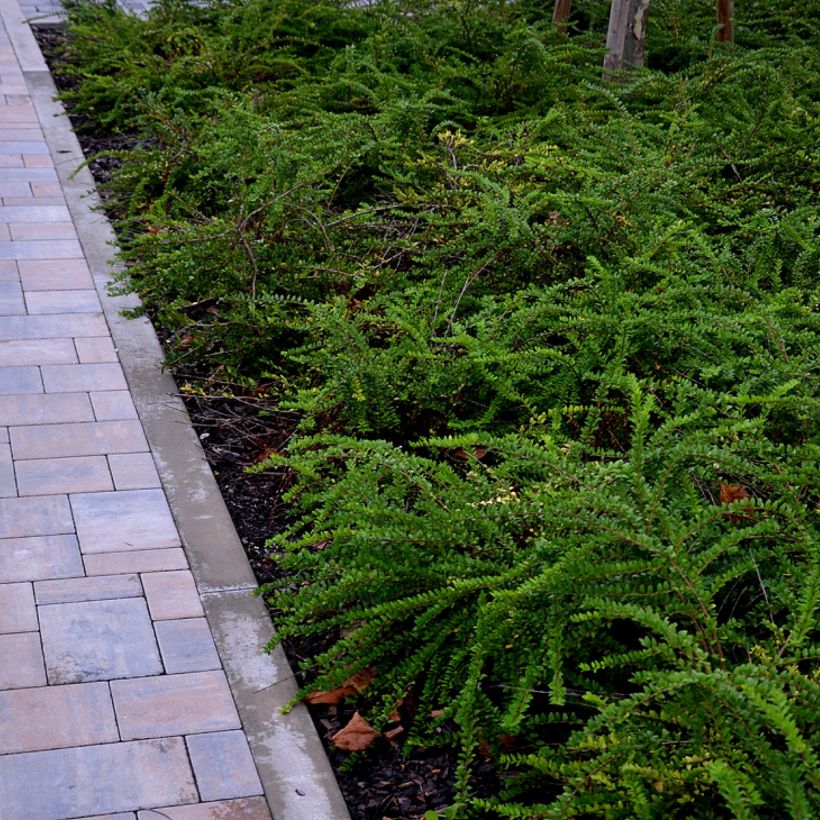 Lonicera nitida Hohenheimer Findling (Hábito)