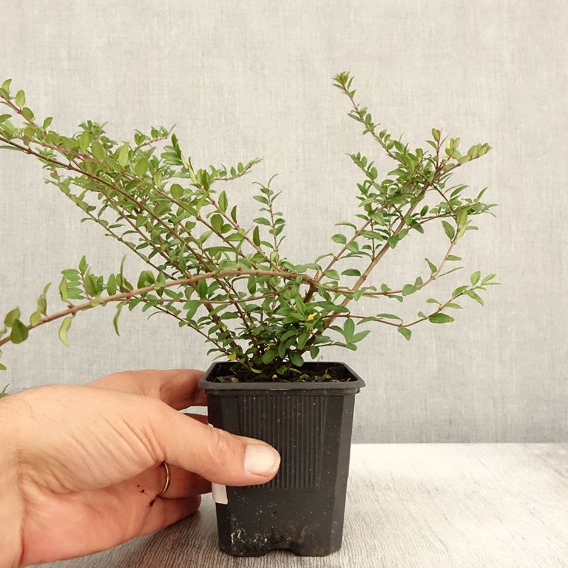 Amostra de Lonicera nitida Hohenheimer Findling Vaso de 8/9 cm tal como entregue no outono