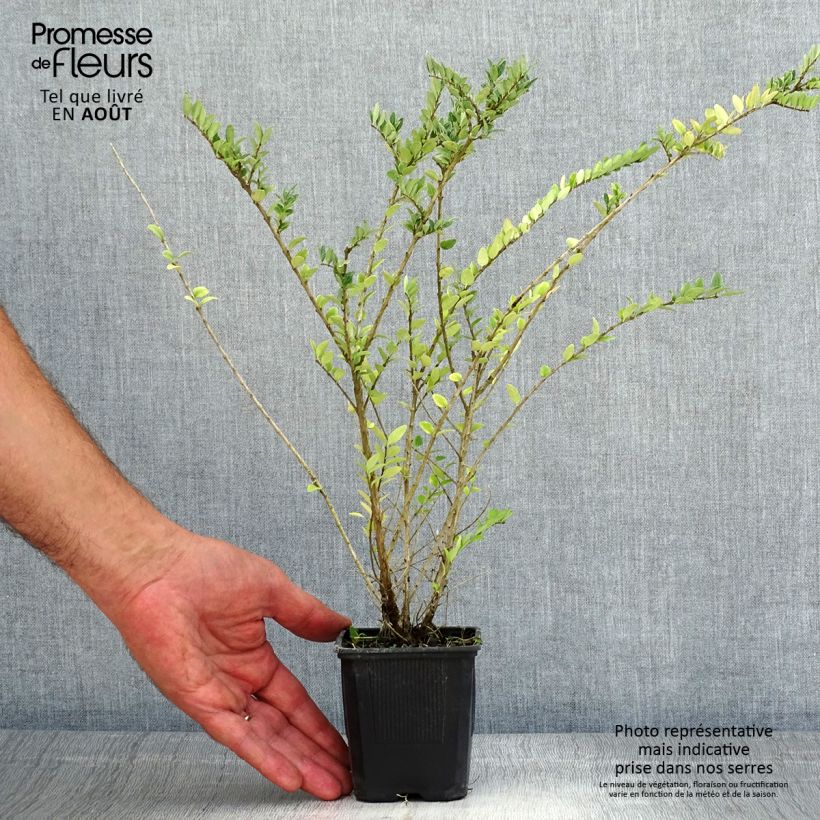 Amostra de Lonicera nitida Hohenheimer Findling Vaso de 8/9 cm tal como entregue no verão