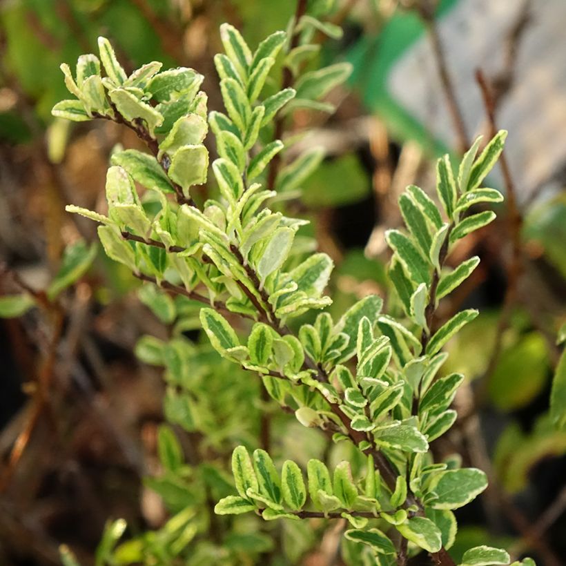 Lonicera nitida Lemon Beauty (Folhagem)