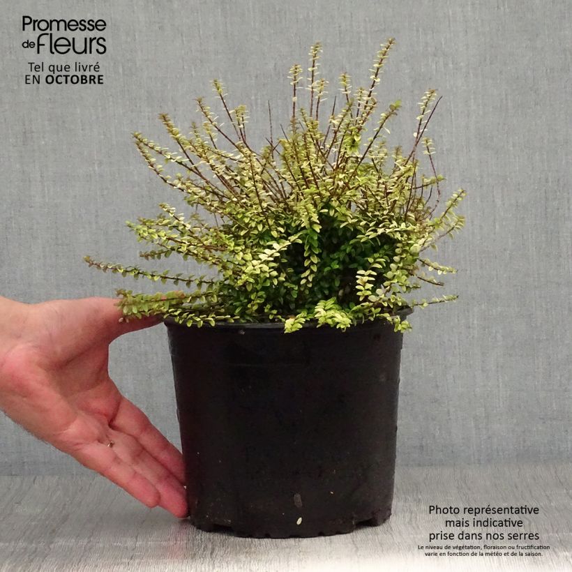 Amostra de Lonicera nitida Twiggy Vaso de 2 L/3 L tal como entregue no outono