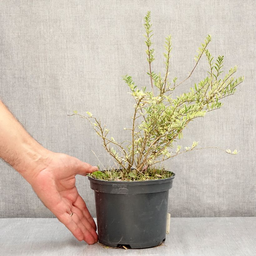 Amostra de Lonicera nitida Twiggy Vaso de 2 L/3 L tal como entregue no verão