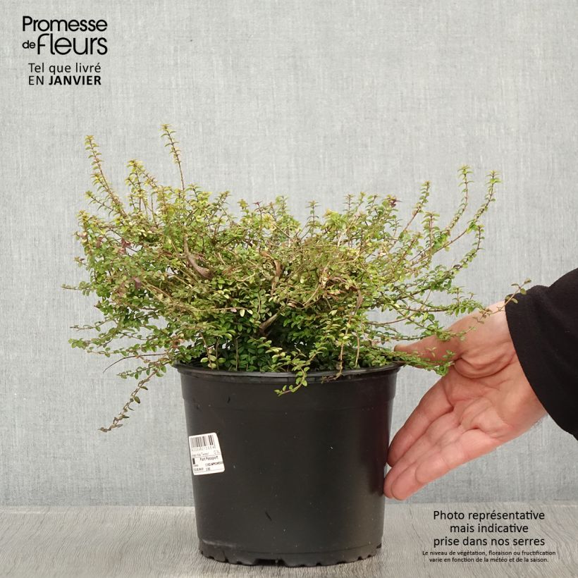 Amostra de Lonicera nitida Twiggy - Chèvrefeuille à feuilles de buis Vaso de 2 L/3 L tal como entregue no inverno