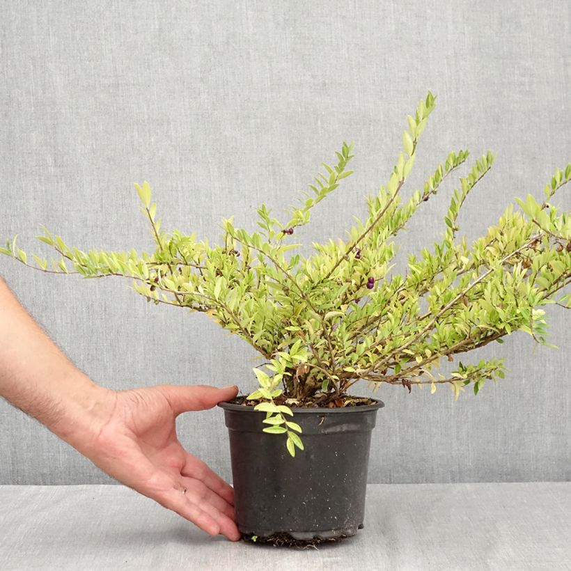 Amostra de Lonicera pileata Vaso de 2 L/3 L tal como entregue no verão