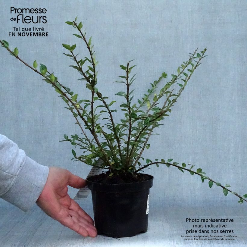 Amostra de Lonicera pileata Mossgreen Vaso de 1 L/1,5 L tal como entregue no outono