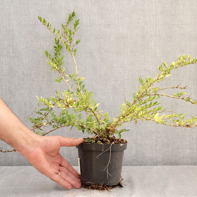 Amostra de Lonicera pileata Mossgreen Vaso de 1 L/1,5 L tal como entregue no verão