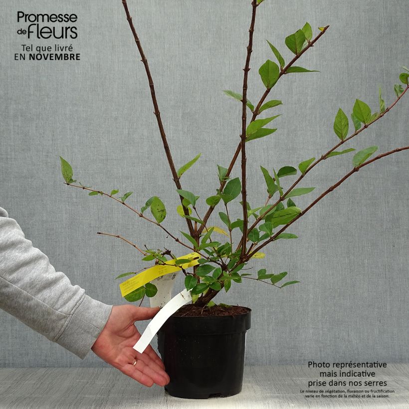 Amostra de Madressilva-de-inverno Winter Beauty - Lonicera purpusii Vaso de 2 L/3 L tal como entregue no outono
