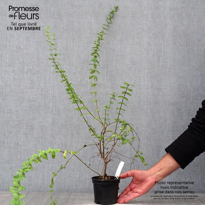 Amostra de Lonicera syringantha - Chèvrefeuille lilas Vaso de 1 L/1,5 L tal como entregue no outono