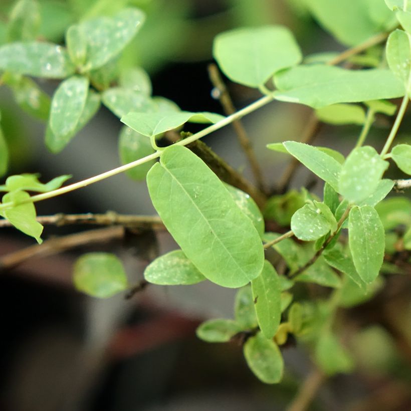 Lonicera syringantha (Folhagem)