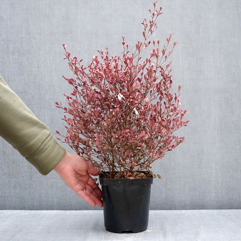 Amostra de Lophomyrtus Golden dragon Pot de 3L/4L tal como entregue no inverno