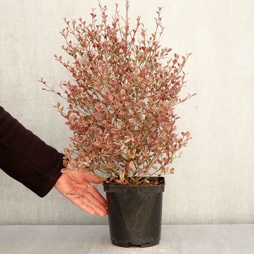 Amostra de Lophomyrtus Golden Dragon Vaso de 3 L/4 L tal como entregue na primavera