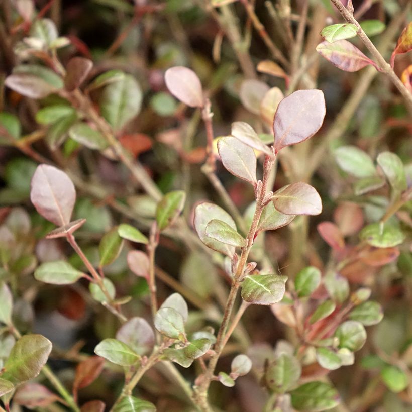 Lophomyrtus Red Dragon (Folhagem)