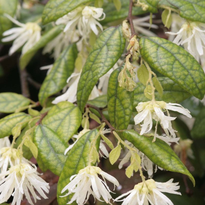Loropetalum chinense (Folhagem)