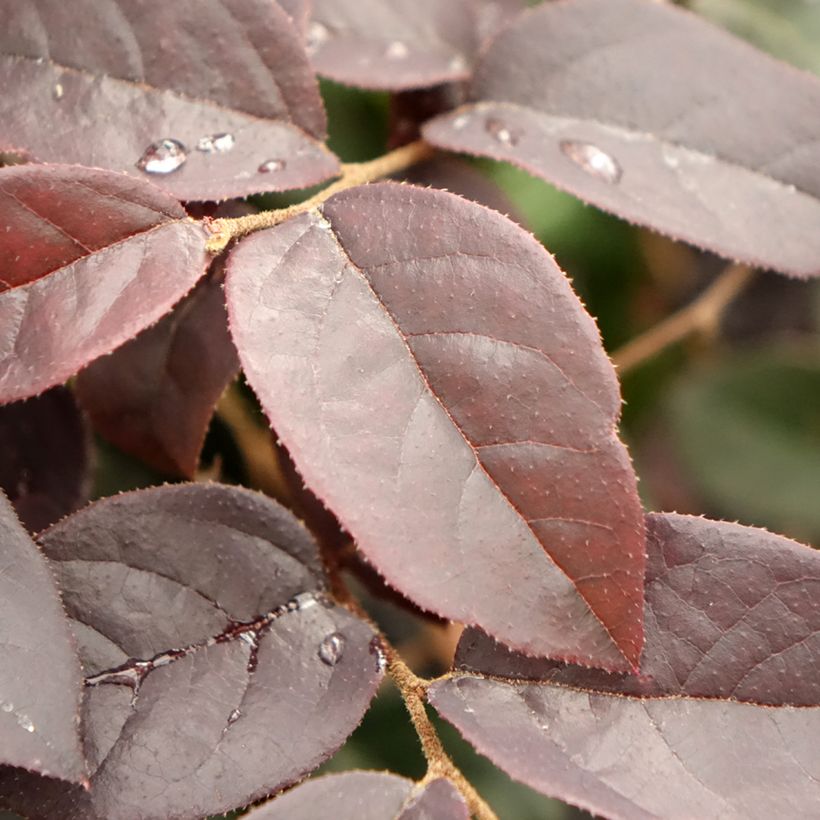 Loropetalum chinense Black Pearl (Folhagem)