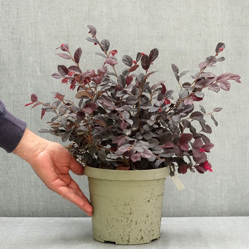 Amostra de Loropetalum chinense Black Pearl Vaso de 3 L/4 L tal como entregue no verão