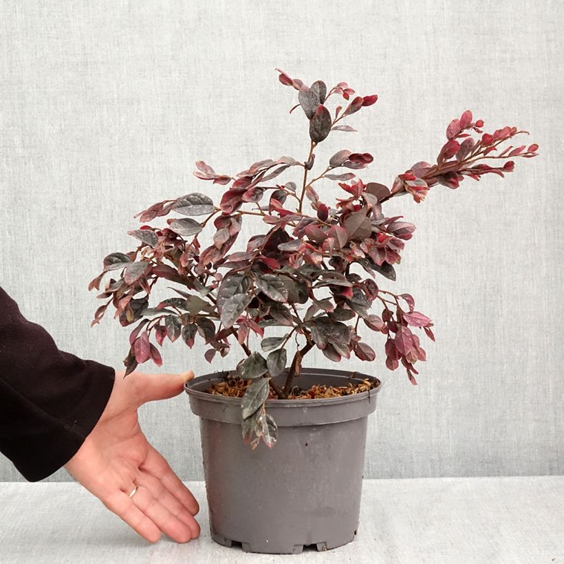 Amostra de Loropetalum chinense var. rubrum Ever Red Vaso de 3 L/4 L tal como entregue no outono