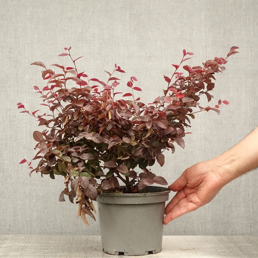 Amostra de Loropetalum chinense var. rubrum Ever Red Vaso de 3 L/4 L tal como entregue no verão