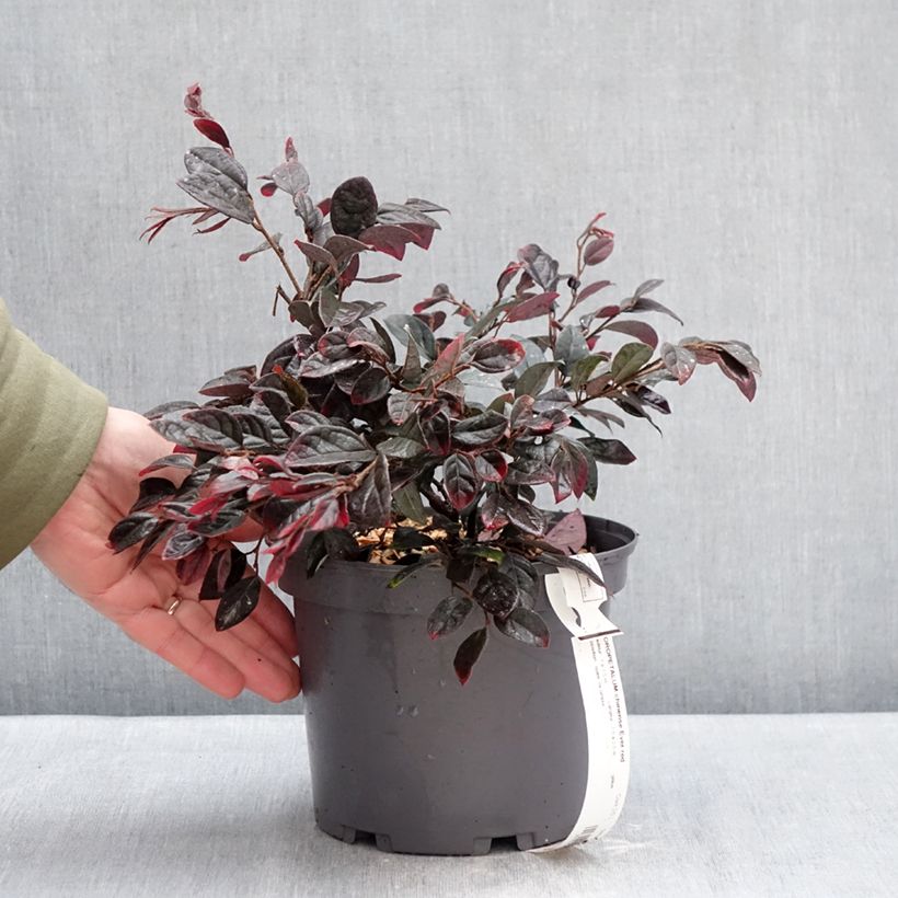 Amostra de Loropetalum chinense var. rubrum Ever Red Vaso de 3 L/4 L tal como entregue no inverno