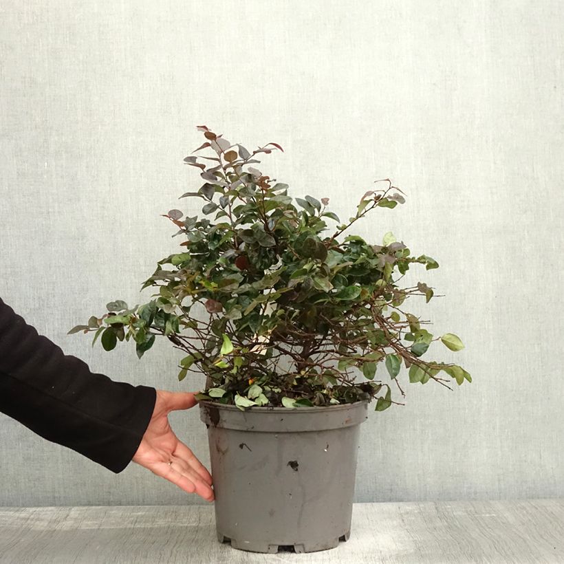 Amostra de Loropetalum chinense Ever Red Pot de 7,5L/10L tal como entregue no outono