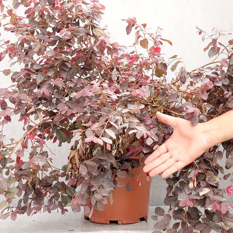 Amostra de Loropetalum chinense var. rubrum Ever Red Vaso de 7,5 L/10 L tal como entregue no verão