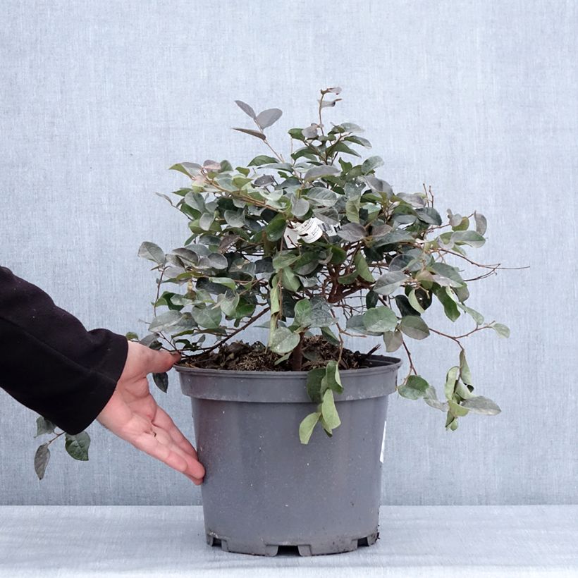 Amostra de Loropetalum chinense var. rubrum Ever Red Vaso de 7,5 L/10 L tal como entregue no inverno