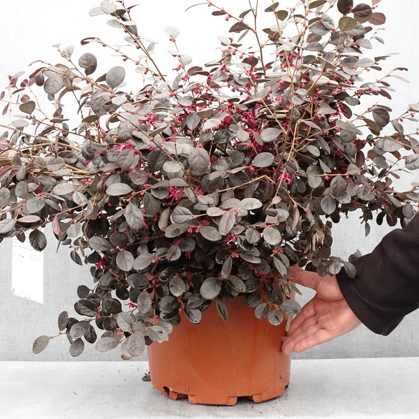 Amostra de Loropetalum chinense var. rubrum Ever Red Vaso de 7,5 L/10 L tal como entregue na primavera