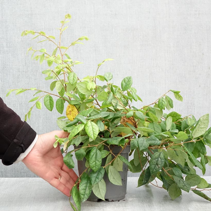 Amostra de Loropetalum chinense Vaso de 2 L/3 L tal como entregue no outono