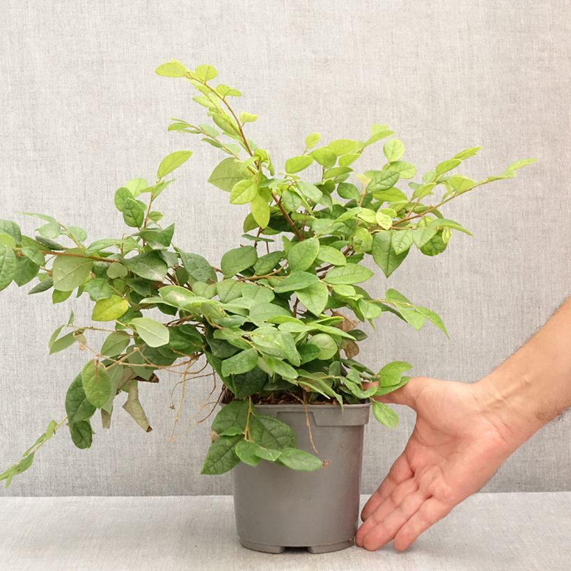 Amostra de Loropetalum chinense Vaso de 2 L/3 L tal como entregue no verão