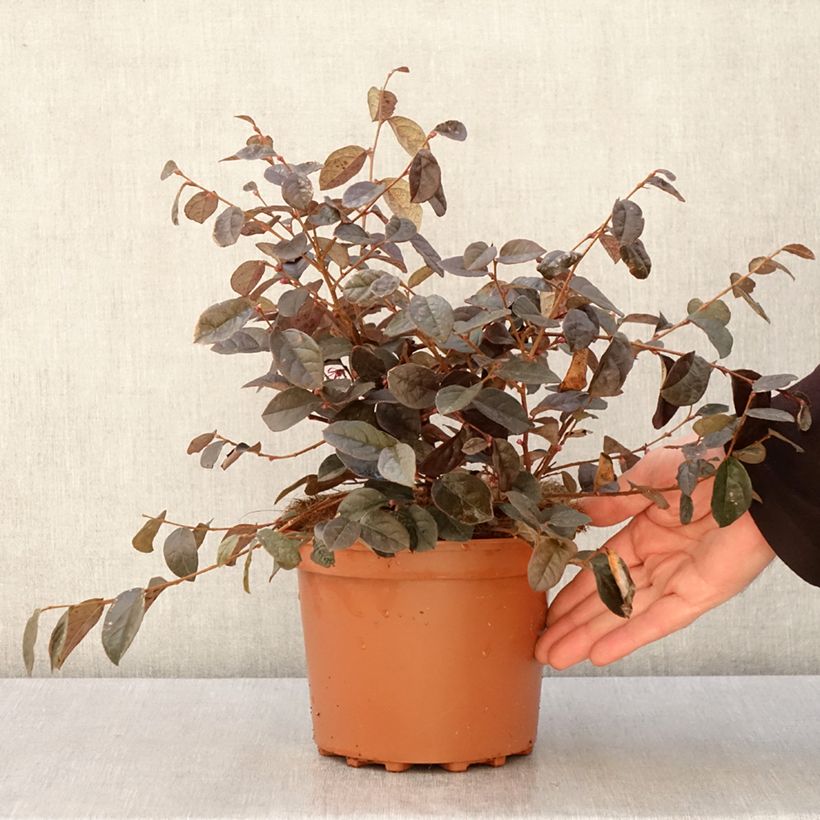 Amostra de Loropetalum chinense - Loropétale de Chine Vaso de 2 L/3 L tal como entregue na primavera